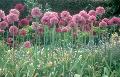 Flowering Onion / Allium giganteum